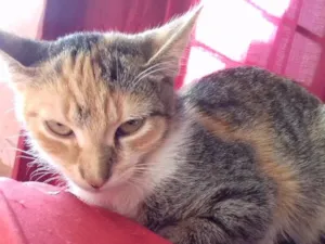 Gato raça  idade 7 a 11 meses nome Mila