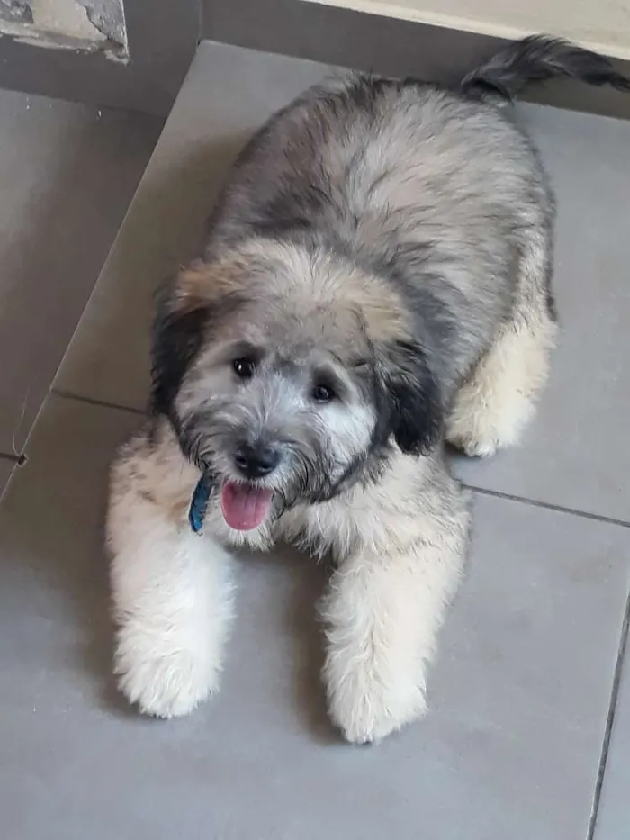 Cachorro ra a Srd idade 2 a 6 meses nome Spike