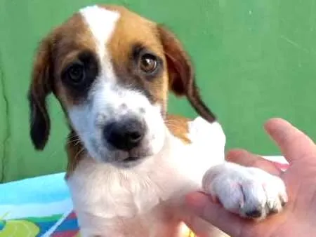 Cachorro ra a SRD idade 2 a 6 meses nome TEO