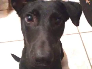 Cachorro raça Indefinida idade 7 a 11 meses nome Marduk