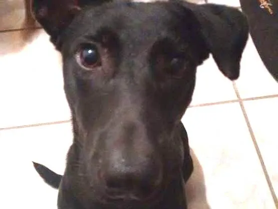 Cachorro ra a Indefinida idade 7 a 11 meses nome Marduk