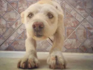 Cachorro raça  idade 6 ou mais anos nome Rosa