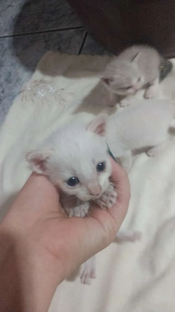 Gato ra a Sem raça idade Abaixo de 2 meses nome Gatinhos abandonados