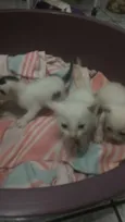 Gatinhos abandonados