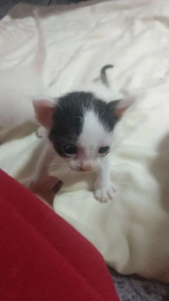 Gato ra a Sem raça idade Abaixo de 2 meses nome Gatinhos abandonados