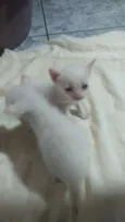 Gatinhos abandonados