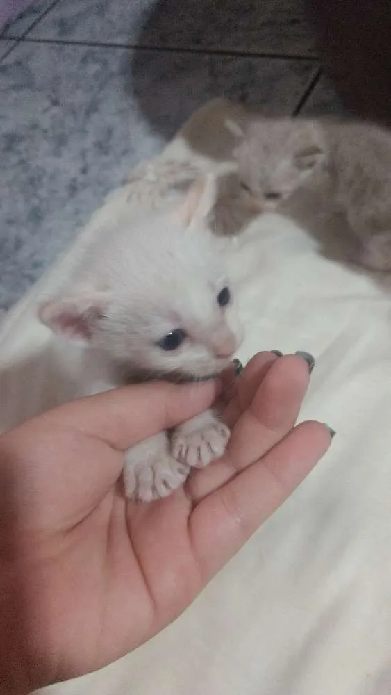 Gato ra a Sem raça idade Abaixo de 2 meses nome Gatinhos abandonados