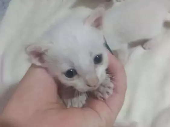 Gato ra a Sem raça idade Abaixo de 2 meses nome Gatinhos abandonados