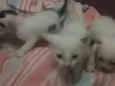 Gatinhos abandonados