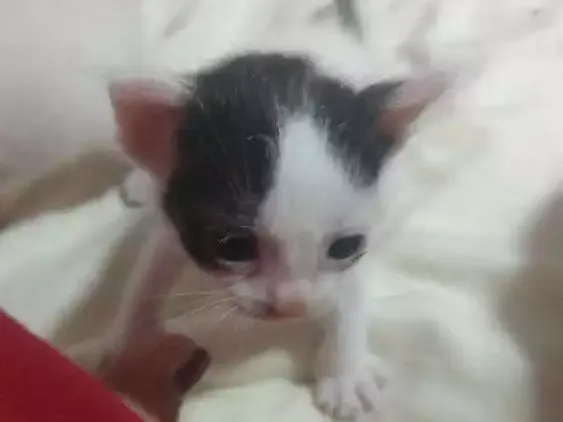 Gato ra a Sem raça idade Abaixo de 2 meses nome Gatinhos abandonados