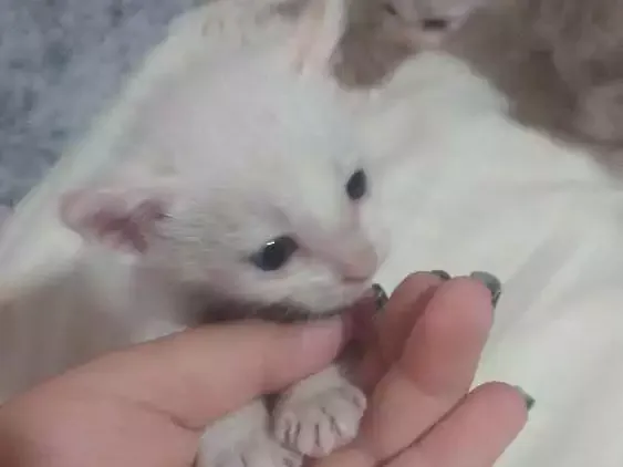 Gato ra a Sem raça idade Abaixo de 2 meses nome Gatinhos abandonados