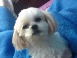 Cachorro raça Lhasa idade 6 ou mais anos nome Brigth