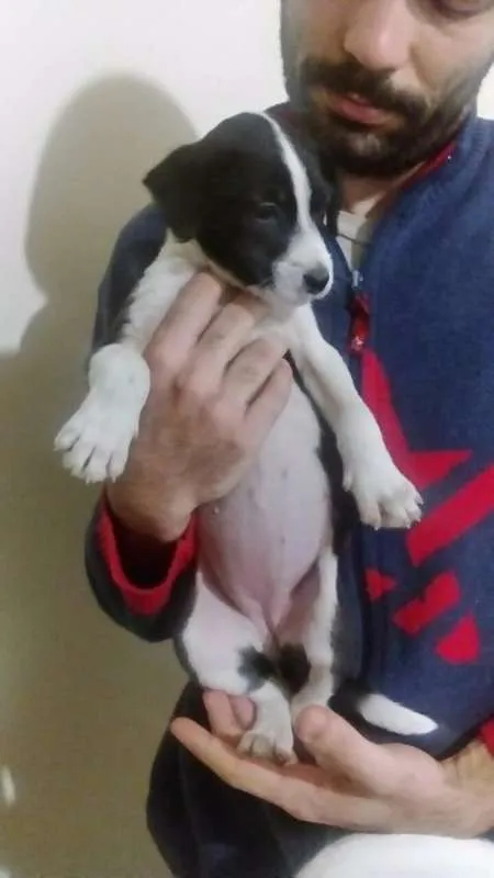 Cachorro ra a sem raça  idade Abaixo de 2 meses nome Sem nome