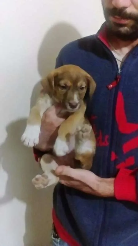 Cachorro ra a sem raça  idade Abaixo de 2 meses nome Sem nome