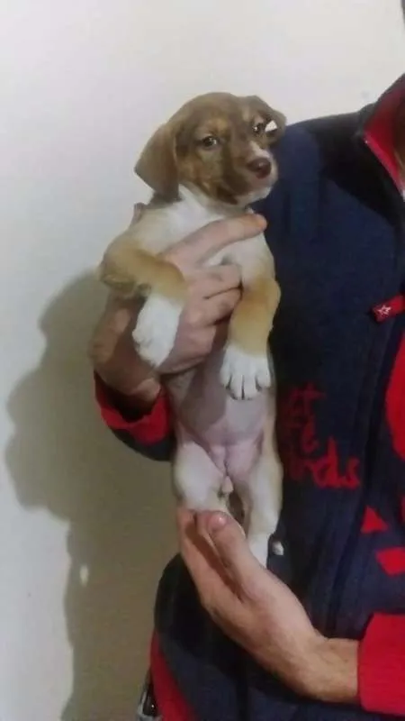 Cachorro ra a sem raça  idade Abaixo de 2 meses nome Sem nome