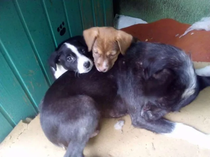 Cachorro ra a sem raça  idade Abaixo de 2 meses nome Sem nome
