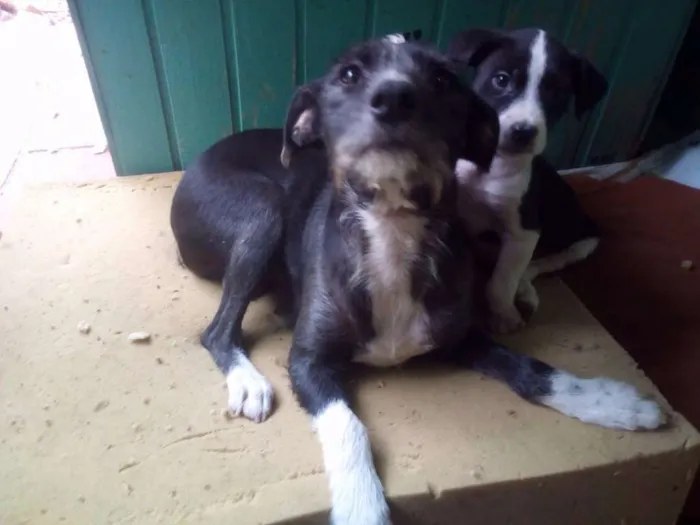Cachorro ra a sem raça  idade Abaixo de 2 meses nome Sem nome