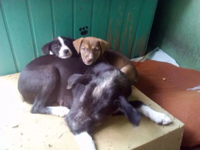 Cachorro ra a sem raça  idade Abaixo de 2 meses nome Sem nome
