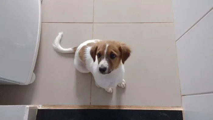 Cachorro ra a Viralata idade 2 a 6 meses nome Mel