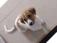 Mel