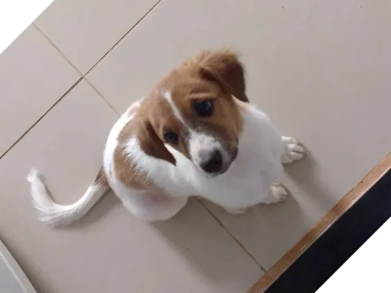 Cachorro ra a Viralata idade 2 a 6 meses nome Mel