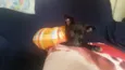 Panterinha