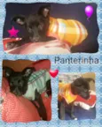 Panterinha