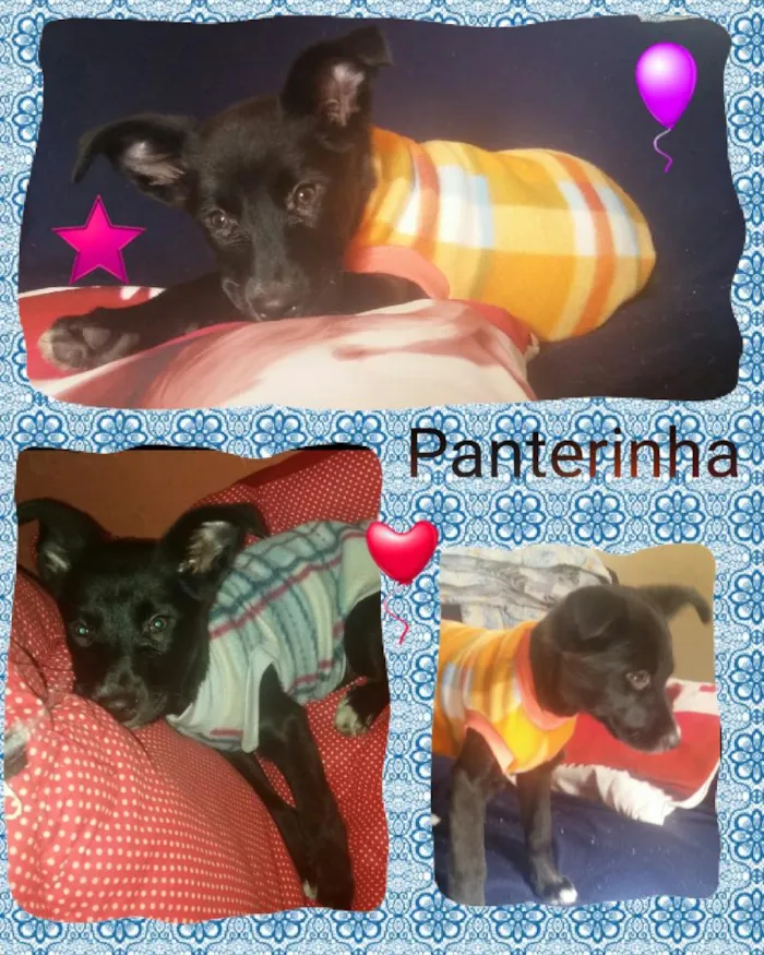 Cachorro ra a Srd idade Abaixo de 2 meses nome Panterinha