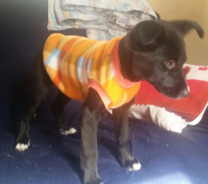 Cachorro ra a Srd idade Abaixo de 2 meses nome Panterinha