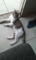 tigrinho