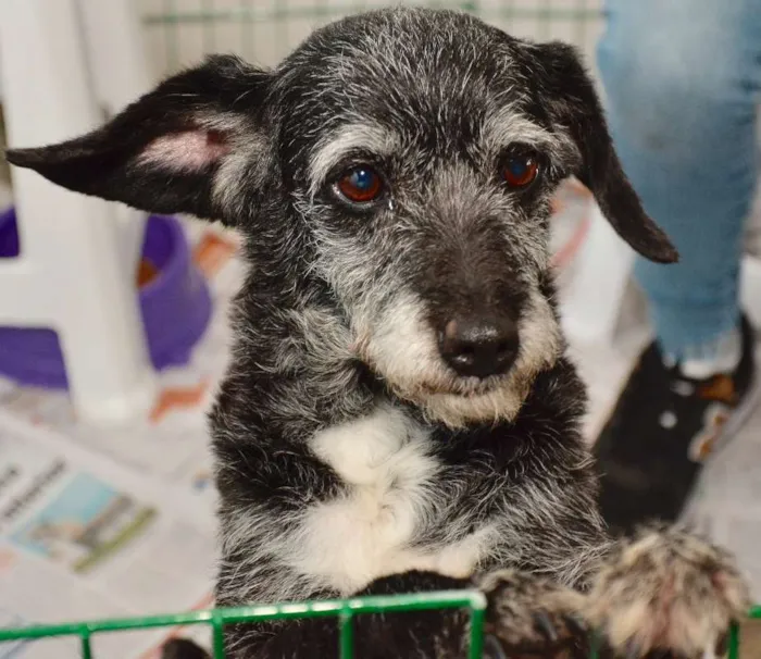 Cachorro ra a  idade 6 ou mais anos nome Sandy Pequena