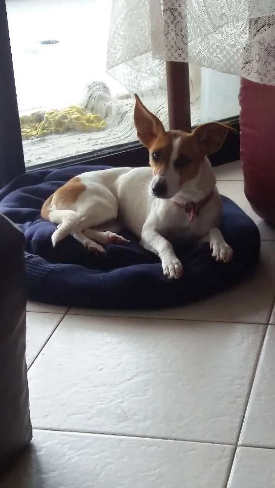 Cachorro ra a  idade 1 ano nome Lupita