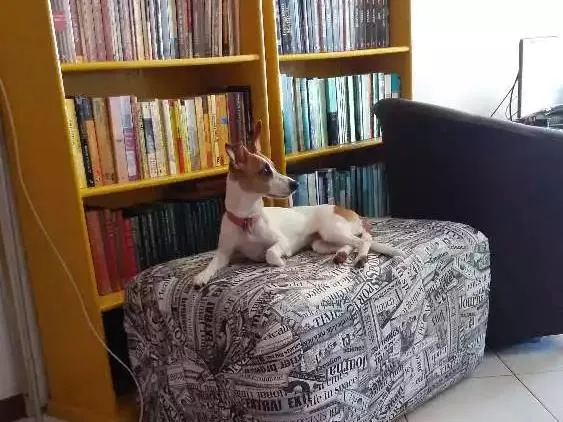 Cachorro ra a  idade 1 ano nome Lupita