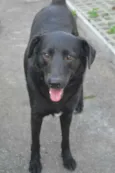 Chicó
