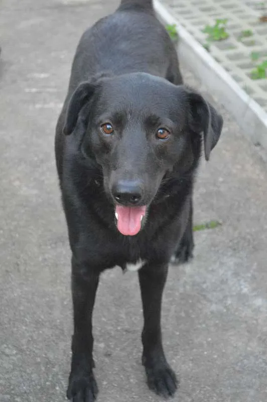 Cachorro ra a SRD idade 3 anos nome Chicó