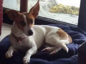 Cachorro raça  idade 1 ano nome Lupita