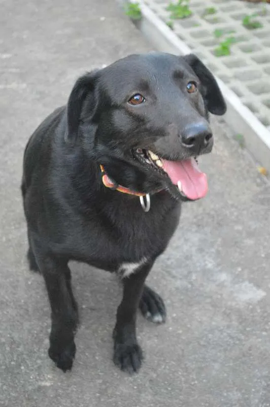 Cachorro ra a SRD idade 3 anos nome Chicó