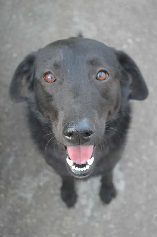 Cachorro ra a SRD idade 3 anos nome Chicó