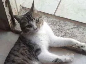 Gato raça sem idade 7 a 11 meses nome tigrinho