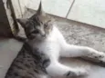 tigrinho