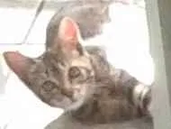 Gato raça sem raça  idade 2 a 6 meses nome dengosa
