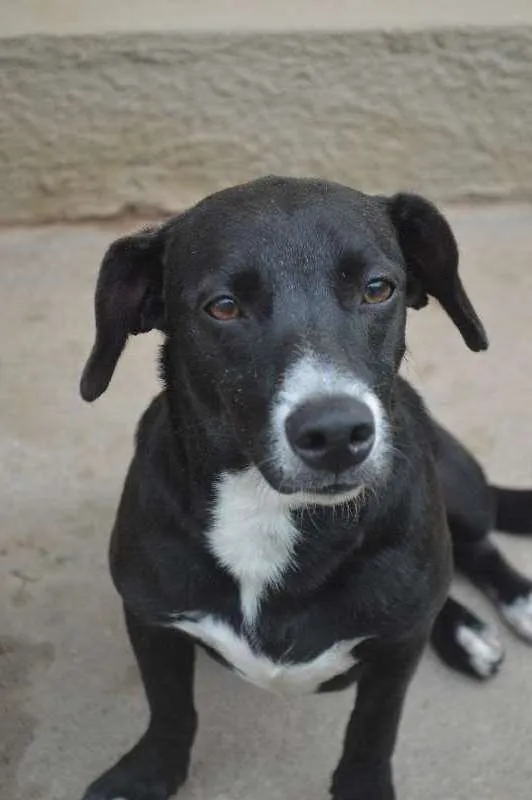 Cachorro ra a SRD idade 7 a 11 meses nome Lyz