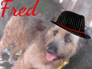 Cachorro raça Sem Raça Defenida idade 3 anos nome Frederico 