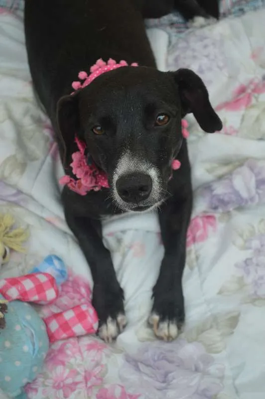 Cachorro ra a SRD idade 7 a 11 meses nome Lyz