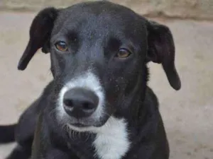 Cachorro raça SRD idade 7 a 11 meses nome Lyz