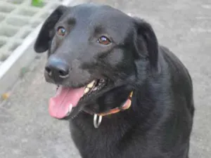 Cachorro raça SRD idade 3 anos nome Chicó