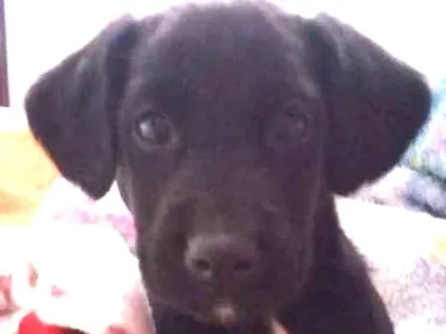 Cachorro raça Labrador idade 2 a 6 meses nome nego
