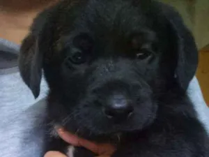 Cachorro raça SRD idade Abaixo de 2 meses nome Sem nome