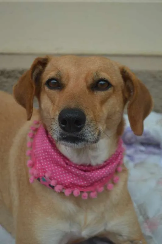 Cachorro ra a SRD idade 3 anos nome Vicky