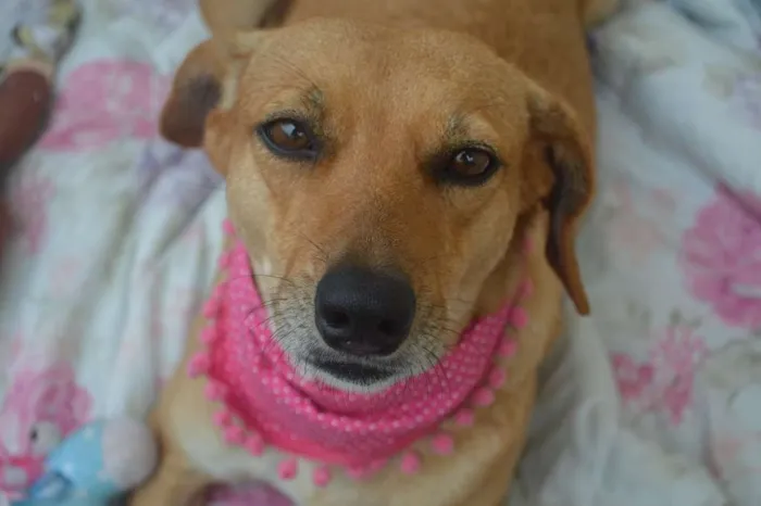 Cachorro ra a SRD idade 3 anos nome Vicky